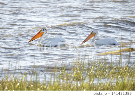 American white pelican bird 141451389