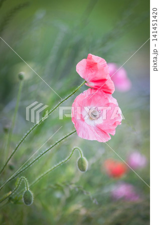 Pink poppy flower Pink poppy flower 141451420