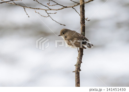 Taiga Flycatcher bird 141451430
