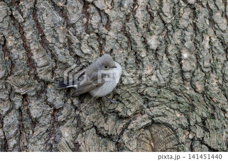 Taiga Flycatcher bird Taiga Flycatcher bird 141451440