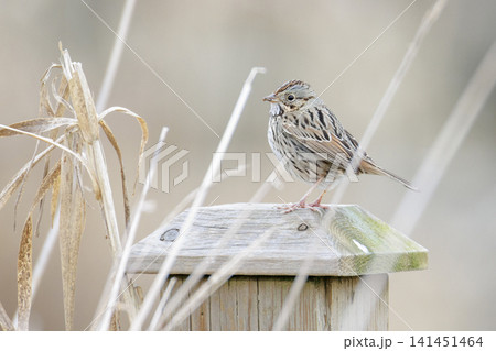 Lincoln's sparrow bird Lincoln's sparrow bird 141451464