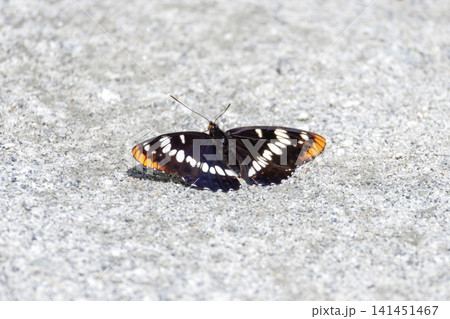 Lorquin's Admiral butterfly 141451467