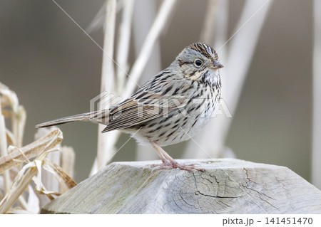 Lincoln's sparrow bird Lincoln's sparrow bird 141451470