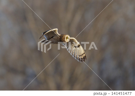Short-eared owl bird Short-eared owl bird 141451477