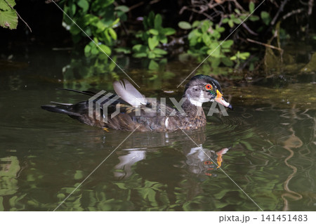 Wood duck 141451483