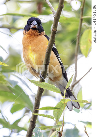 Black headed Grosbeak bird Black headed Grosbeak bird 141451506