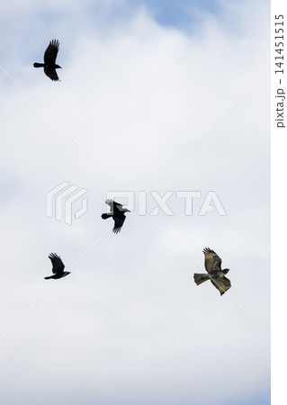 Crow Chasing a Red-Tailed Hawk Crow Chasing a Red-Tailed Hawk 141451515
