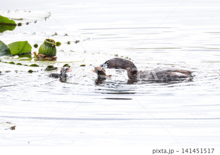 Pied billed Grebe baby Pied billed Grebe baby 141451517