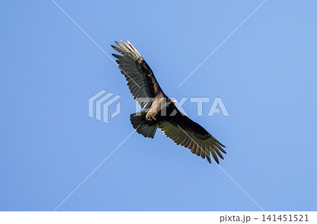 Turkey vulture bird Turkey vulture bird 141451521