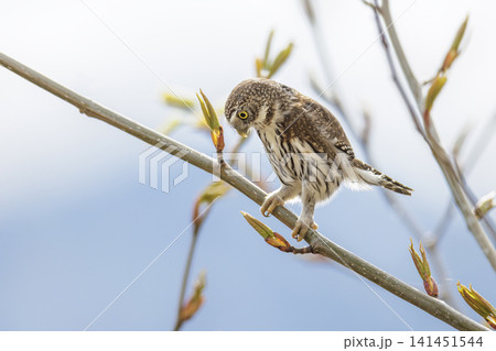 Northern pygmy owl bird Northern pygmy owl bird 141451544