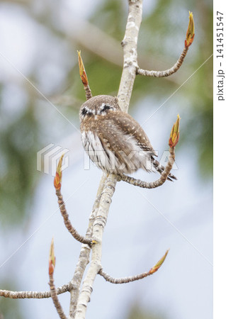 Northern pygmy owl bird Northern pygmy owl bird 141451547