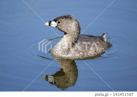 Pied billed Grebe Pied billed Grebe 141451587