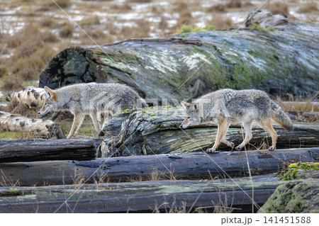coyote wolf 141451588