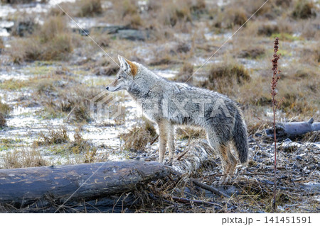 coyote wolf 141451591