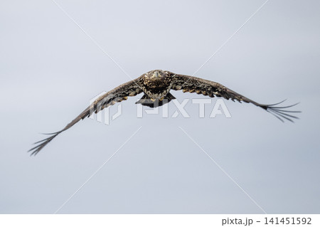 Bald eagle bird Bald eagle bird 141451592