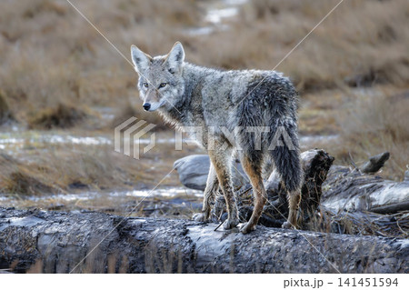 coyote wolf 141451594