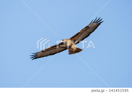Red tailed hawk bird Red tailed hawk bird 141451595