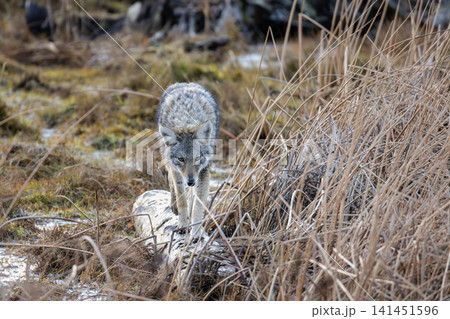 coyote wolf coyote wolf 141451596