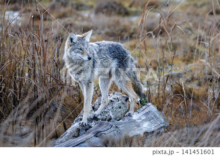 coyote wolf coyote wolf 141451601