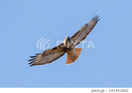 Red tailed hawk bird Red tailed hawk bird 141451602