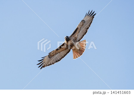 Red tailed hawk bird Red tailed hawk bird 141451603