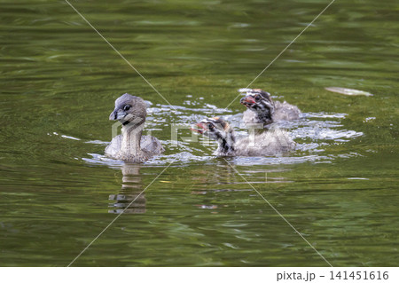 Pied billed Grebe baby Pied billed Grebe baby 141451616