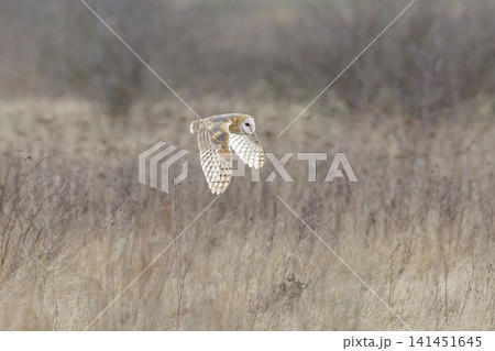 Barn owl bird 141451645