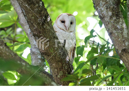 Barn owl bird Barn owl bird 141451651