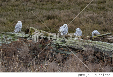 Snowy owl bird 141451662