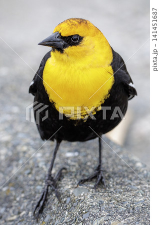 Yellow-headed blackbird Yellow-headed blackbird 141451687