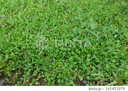 露に濡れた夏の草花 141451974