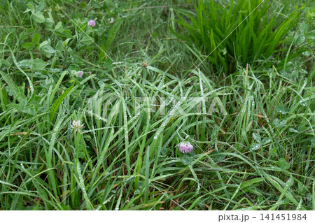 露に濡れた夏の草花 露に濡れた夏の草花 141451984