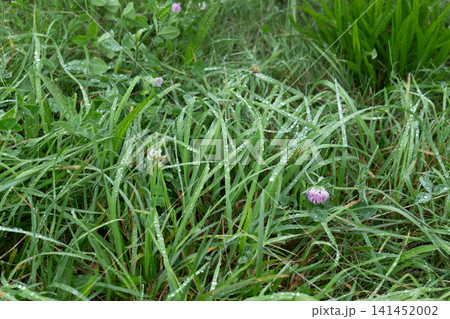 露に濡れた夏の草花 141452002