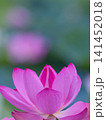 美しいピンクの蓮の花 141452018