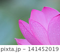 蓮の花のある風景 141452019