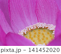 蓮の花びら 141452020
