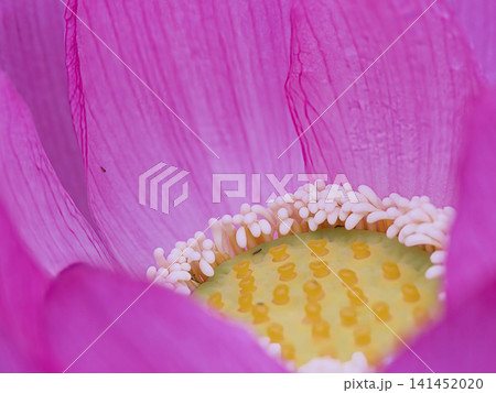蓮の花びら 141452020