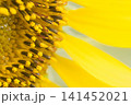黄色い花 141452021
