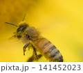花粉を集めるミツバチ 141452023