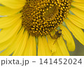 蜜を吸うミツバチ 141452024