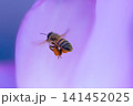 ピンクの花の蜜を探すミツバチ 141452025
