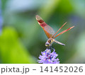花に止まる赤とんぼ 141452026