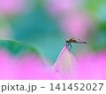 ハスの蕾に止まるコフキトンボ 141452027