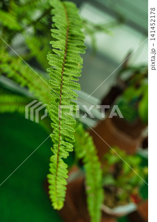 食虫植物のクローズアップ 食虫植物のクローズアップ 141452178