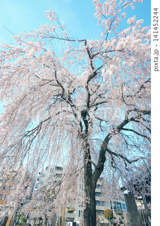 春の青空に映える満開の枝垂れ桜 春の青空に映える満開の枝垂れ桜 141452244