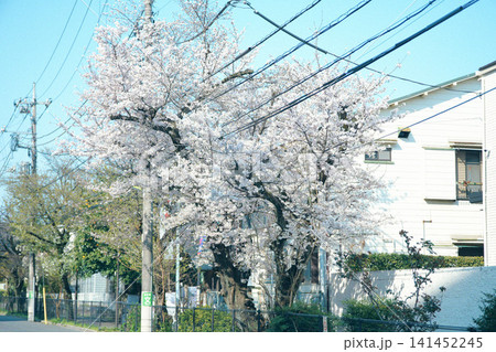 桜のある風景 桜のある風景 141452245
