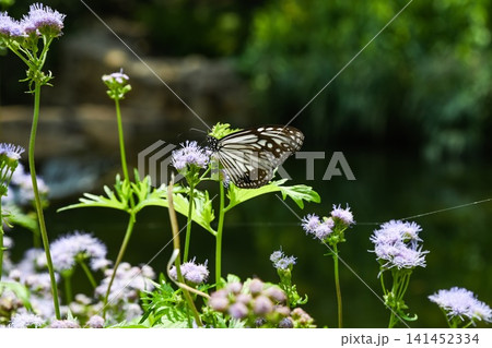 Beautiful glassy tiger butterfly perching on ageratum conyzoides purple wildflower in Hong Kong public park tropical background Beautiful glassy tiger butterfly perching on ageratum conyzoides purple wildflower in Hong Kong public park tropical background 141452334