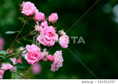 Cluster of pink Rosa John Davis flowers with raindrops after rain on blurred dark green background copy space right side Cluster of pink Rosa John Davis flowers with raindrops after rain on blurred dark green background copy space right side 141452347