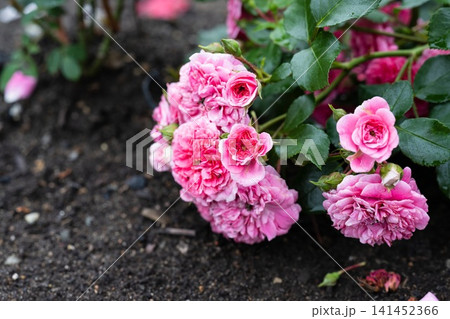 Pink Rosa Les Quatre Saisons flowers with raindrops on petals and dark green foliage after rain close up copy space Pink Rosa Les Quatre Saisons flowers with raindrops on petals and dark green foliage after rain close up copy space 141452366