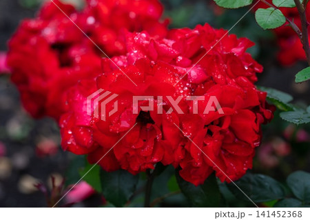 Scarlet red Rosa Satchmo flowers with raindrops on petals and dark green foliage after rain close up copy space Scarlet red Rosa Satchmo flowers with raindrops on petals and dark green foliage after rain close up copy space 141452368